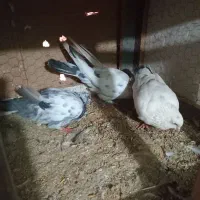 کبوتر|پرنده|آمل, |دیوار