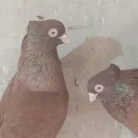 کفتر جفت صرب سرخ یال زرد ماده