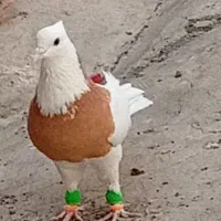 طوقی به شرط|پرنده|سبزوار, توحیدشهر|دیوار