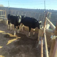 تلیسه گاو آبستن گوساله نر وماده