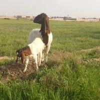 بزپاکستانی دوقلوزا