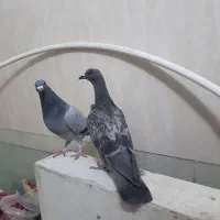 کبوتر پلاکی|پرنده|ساوه, |دیوار