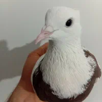 جوجه جیروماده طوقی|پرنده|قم, ولیعصر|دیوار