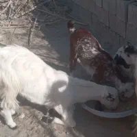 ۳عدد گوسفند