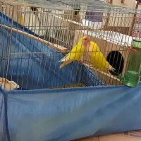 عروس هلندی سخنگو وعادی یک جفت طوطی برزیلی|پرنده|آبیک, |دیوار