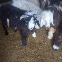 بره نروماده سبک|حیوانات مزرعه|نیر (یزد), |دیوار