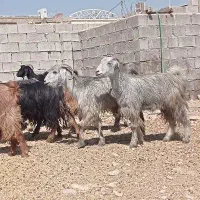 بز آبستن داشتی|حیوانات مزرعه|بهبهان, |دیوار