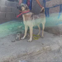 ناب سراب|سگ|تبریز, |دیوار