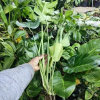 عضو شو بازدید کن هدیه ببر