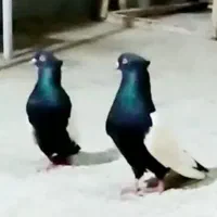 کبوتر سینه سیاه کله سیاه
