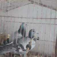 یه جفت کفتر چ ا هی. رام