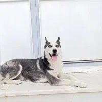 سگ هاسکی|سگ|سنندج, |دیوار