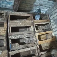 پلاکی درجه یک|پرنده|کارون, |دیوار