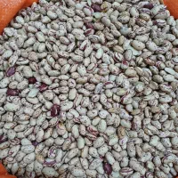 لوبیا چیتی|خوردنی و آشامیدنی|سردشت, |دیوار