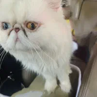 گربه پرشین نر