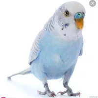 مرغ عشق گم کردم|حیوانات|آبادان, |دیوار