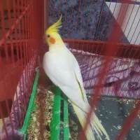 عروس هلندی لوتینو