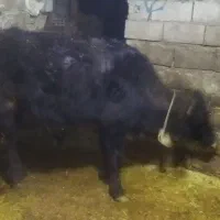 دو عدد گاو|حیوانات مزرعه|نظر کهریزی, |دیوار