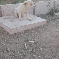 سگ پاکوتاه|سگ|قائن, |دیوار