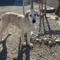 ماده پژدر اصیل