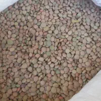 نخود وعدس خوش پخت،ایوان