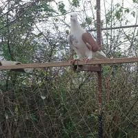 ۵کبوتر پرشی به شرط نطفه وپرش|پرنده|رشت, حومه رشت|دیوار