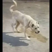 سگ سرابی|سگ|مراغه, |دیوار