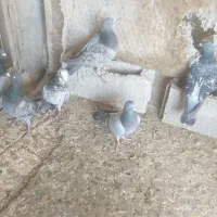 پلاکی|پرنده|بناب, |دیوار