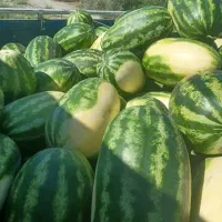 هندوانه بیضی شب یلدا B32|خوردنی و آشامیدنی|میناب, |دیوار