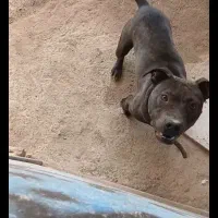 توله سگ پیت بول اصل ماده