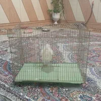 قفس نو