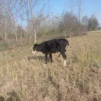 تلیسه سیمینتال قیمت 78تومن