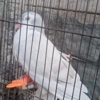 کبوتر ساده|پرنده|گلبهار, شهر جدید گلبهار|دیوار