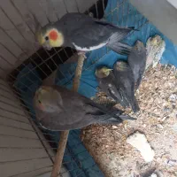 عروس هلندی قیمت توافقی