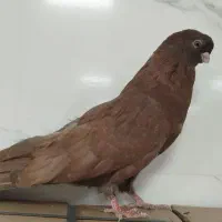 کبوتر قنار.