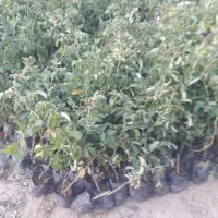 نهال گل محمدی|عمدهفروشی|بجنورد, |دیوار