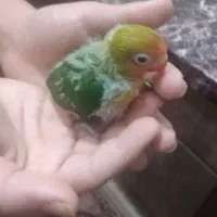 جوجه کوتوله