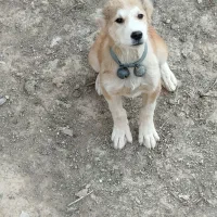 یک عدد توله سگ سرابی