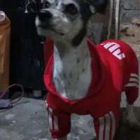 واگذاری سگ شیتزوتریر|سگ|مشهد, حسینآباد|دیوار