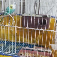 مرغ عشق جفت|پرنده|لالجین, |دیوار