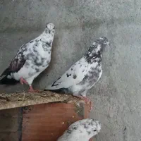 تعدادی کبوتر ب فروش میرسد