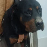 واگذاری سگ روتوایلر|سگ|صباشهر, |دیوار