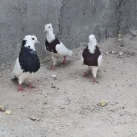 سه عدد کبوتر طوقی