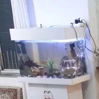 آکواریوم|ماهی|سنندج, |دیوار