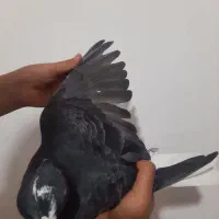 کفتر|پرنده|شیراز, کوشک میدان|دیوار