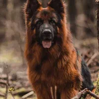 ژرمن کینگ مو بلند