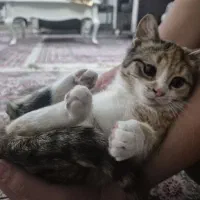 واگذاری  توله گربه ۲ ماه سالم خانگی DSH