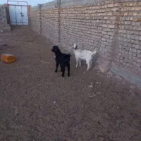 دوعدد بزغاله ی نر