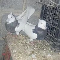 کبوتر طوقی و شیخی