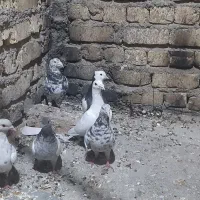 معاوضه با قناری یا سهره